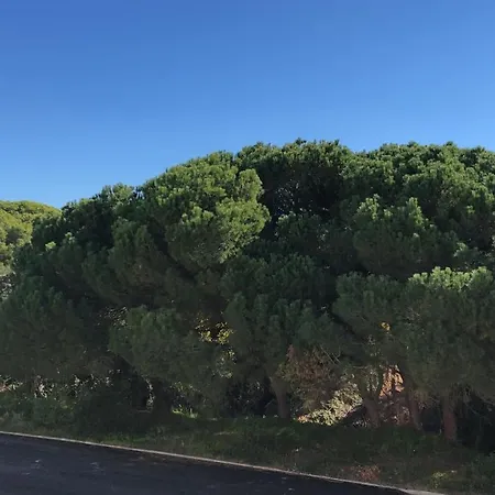 Appartamento Pinetops Holidays *